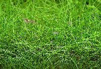 Eleocharis acicularis, 'mini'