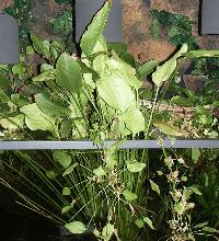 Echinodorus palaefolius var. latofolius