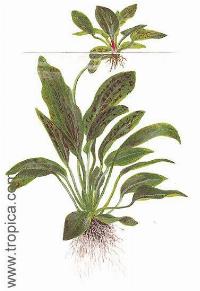 Echinodorus "ozelot green"