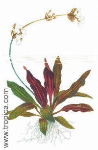 Echinodorus "rubin"