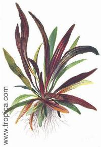 Echinodorus "rubin narrow leaves"