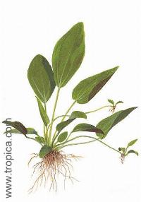 Echinodorus cordifolius "ovalis"