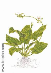 Echinodorus cordifolius "tropica marble queen"