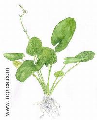 Echinodorus grandiflorus