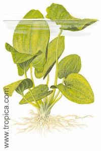 Echinodorus grandiflorus sp. " aureus"