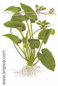 Echinodorus macrophyllus