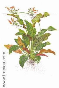 Echinodorus "oriental"