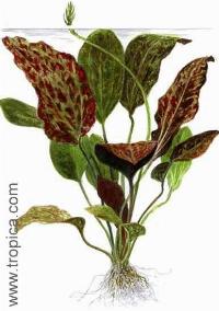 Echinodorus "red flame"