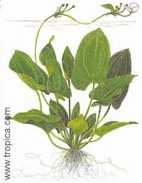 Echinodorus schlueteri