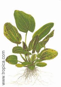 Echinodorus schlueteri "leopard"