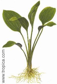 Echinodorus subalatus