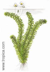 Egeria densa
