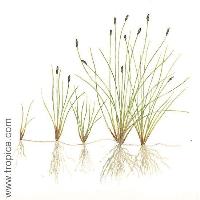 Eleocharis acicularis