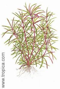 Pogostemon stellata