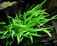Echinodorus quadricostatus