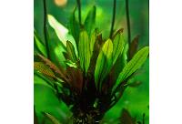 Echinodorus scaber