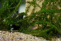 Elodea canadensis