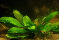 Echinodorus magdalensis