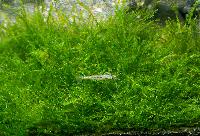 Fontinalis hypnoides