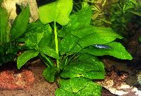 Echinodorus cordifolius var. 'tropica marble queen'