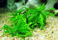 Echinodorus bolivianus