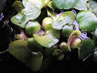 Eichornia crassiceps