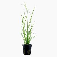 Cyperus helferi