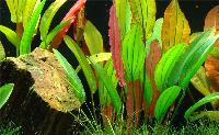 Echinodorus var. 'red diamond'