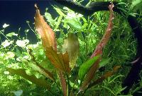 Echinodorus var. 'rosé'