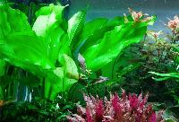 Echinodorus cordifolius, 'fluitans'