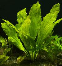 Echinodorus sp. 'ozelot' (green)
