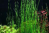 Eleocharis montevidensis 