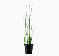 Eleocharis montevidensis 