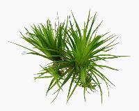 Eriocaulon cinereum
