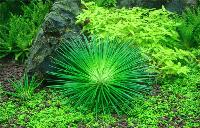 Eriocaulon cinereum