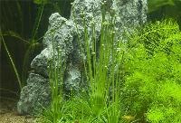 Eriocaulon cinereum