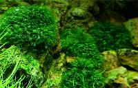 Fissidens fontanus