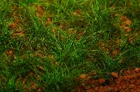 Eleocharis parvula