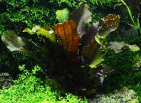 Echinodorus sp. 'reni'