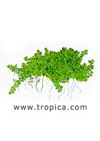 Hemianthus callitrichoides