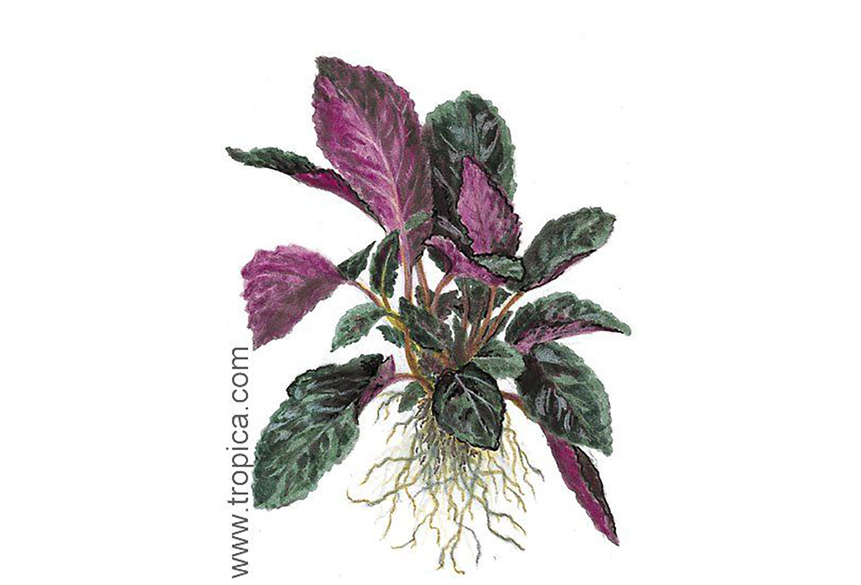 Hemigraphis colorata