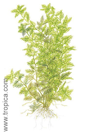 Hottonia palustris