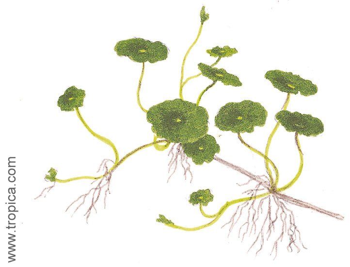 Hydrocotyle verticillata