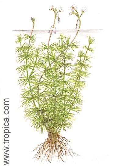 Hydrotriche hottoniiflora