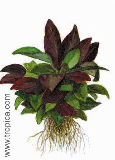 Hygrophila corymbosa "compact"