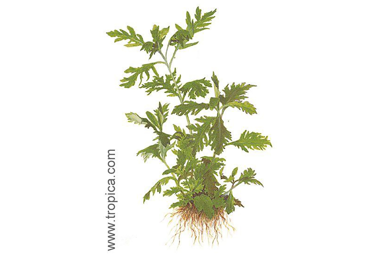 Hygrophila difformis