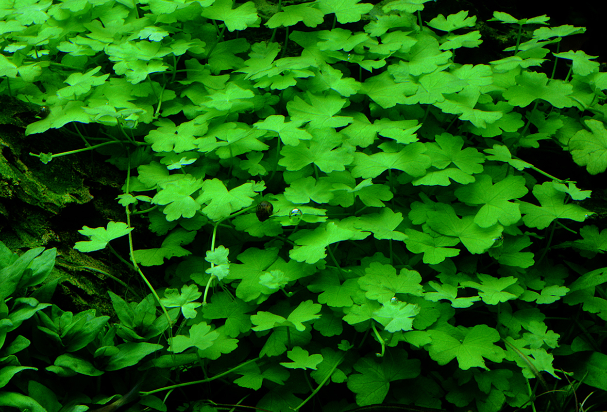 Hydrocotyle tripartita