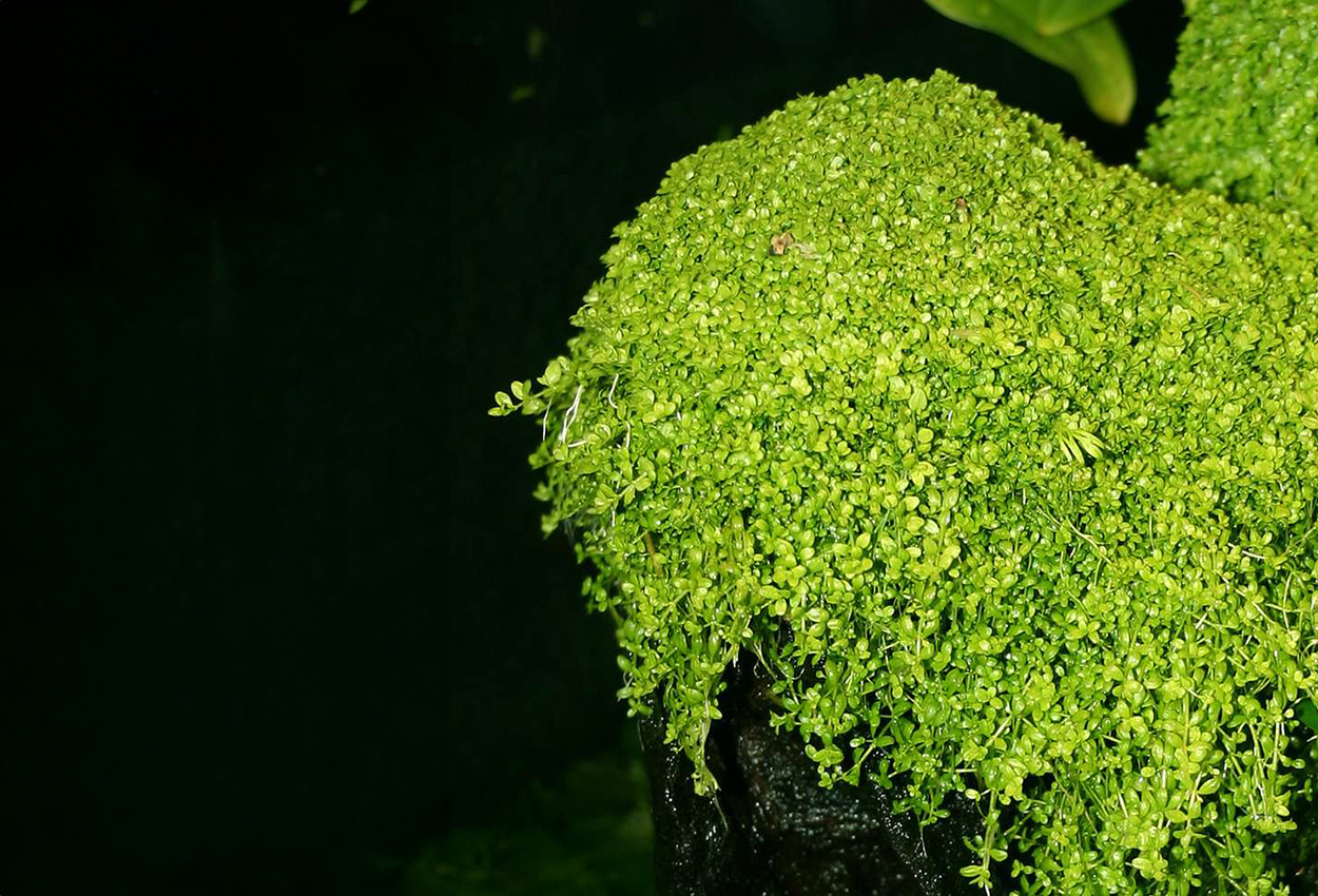 Hemianthus callitrichoides