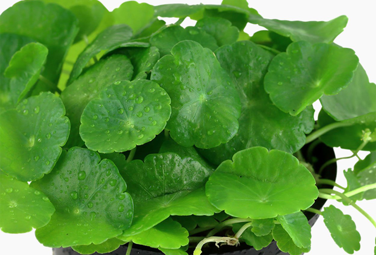 Hydrocotyle verticillata 