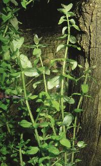Hygrophila polysperma